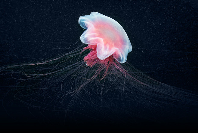 Aquatilis Expedition...