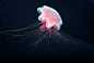 Aquatilis Expedition : #Aquatilis is on a quest to find the weirdest creatures that lurk in the deep. Have a look.