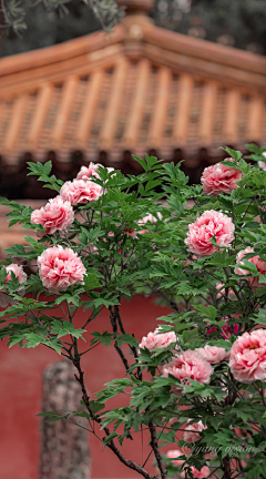 子诉采集到花树参考