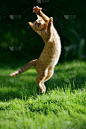 小猫,姜黄色的猫,猫,垂直画幅,户外,草,运动,园林,红发人,休闲游戏