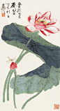 谢稚柳 荷花蜻蜓 镜片作品欣赏