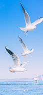 蓝白海鸥 来自摄影师@千帆Ivan-