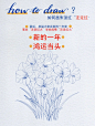 如何画朱顶红｜绘画如此简单线描速写