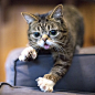 LIL BUB | Cutest Paw