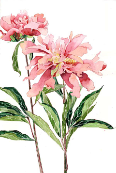 YSK丶采集到插画——小元素