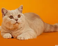 高清小萌猫桌面壁纸  #优质# #动物# #高清#