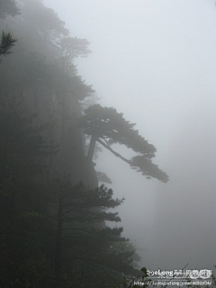 easyvc采集到雨雾中的黄山松,多图, NE