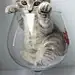 Photograph kitten by Alina Esther on 500px