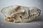 狐狸,头骨,骨骼,水平画幅,动物身体部位,光,怪异,特写,哺乳纲,动物颚骨