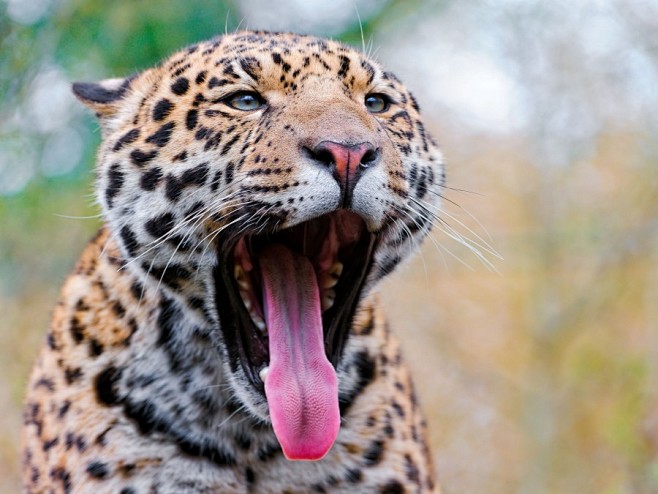 豹子的舌头图片