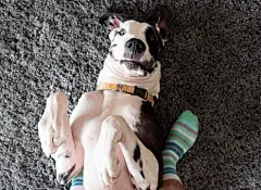 点击来源直接获取大图文件 |Focus on nose, Smiling dog laying on back with human feet wearing striped socks on plush carpet.