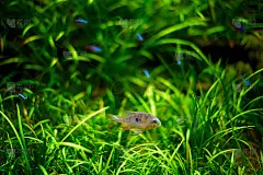 多种颜色的鱼类和藻类在一个大鱼缸。