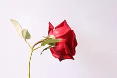 红色玫瑰花，玫瑰花，爱情，女生节背景，情侣，鲜花，情人节背景，爱情，妇女节背景，花朵，七夕节背景，love，818A4738 – 饿狐背景网站-微距高清设计素材免费图片下载海报壁纸摄影背景素材，背景图，背景墙，背景板，背景图片，背景纹理，背景板设计，背景材质，背景大图
