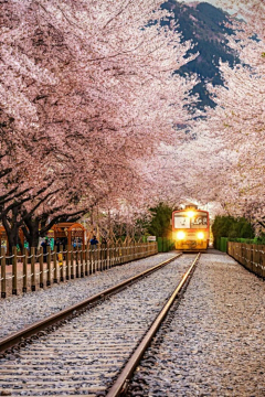 咪丸采集到樱花季，桜花祭