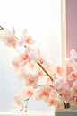 pink orchids in the window stock photography, in the style of minimalist backgrounds, books and portfolios, light orange and white, 32k uhd, kawaii aesthetic, delicate floral studies