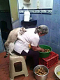 别人家的猫