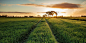 Landscapes Grass Twitter Cover & Twitter Background | TwitrCovers