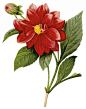 国外手绘植物花朵大全图片_1739x2200
点击浏览下一张：国外手绘植物花朵大全图片