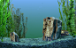 Aquarium Background : Aquarium Background 1347442