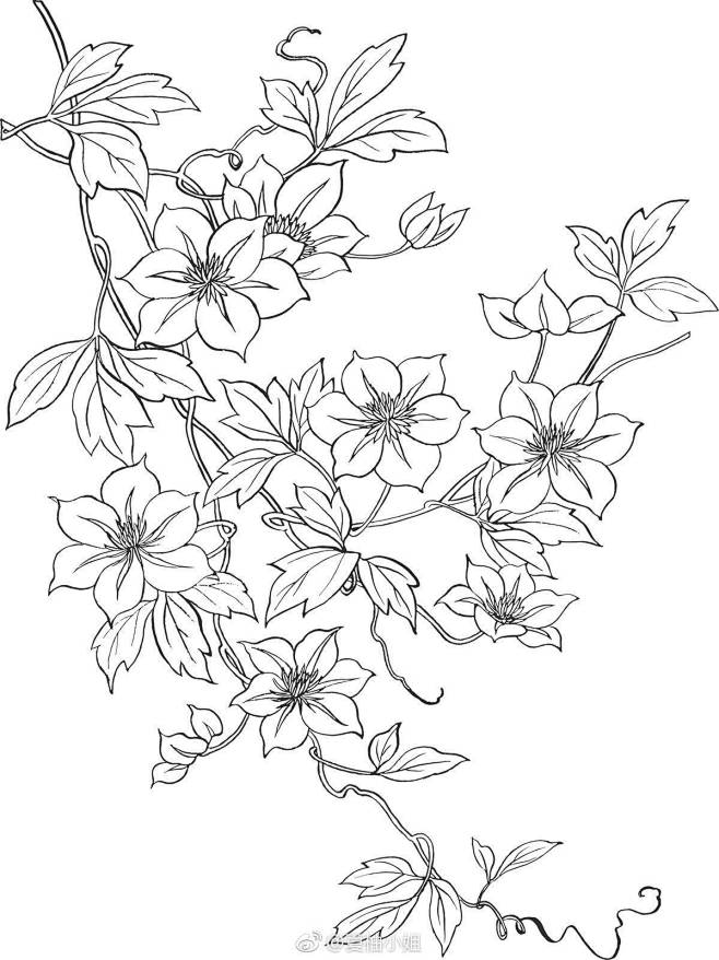 植物线稿 (207)