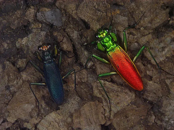 metallyticus splendidus 金螳