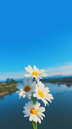 椰子的生日采集到花