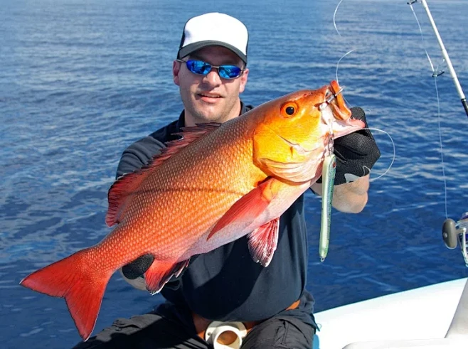 Snapper-Round-Up.jpg.webp (750×560) 海钓 红鲷鱼 -花瓣网