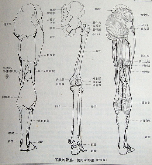 百度图片搜索_艺用人体解剖的搜索结果