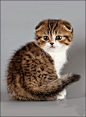 Scottish Fold Kitten - Top 5 Most IntellIgent Cat Breeds: 网盘资源搜索soupanjun.com #喵星人# #萌#