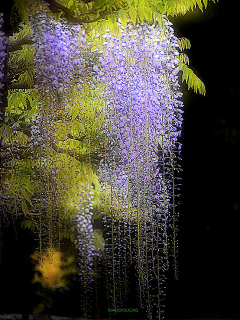 小茄子酱采集到花