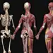 farzin-izadyar-farzin-izadyar-female-anatomy-kit-inner02.jpg (1920×1267)