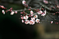 Plum Blossom