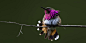 瑰喉蜂鸟(Wine-throated Hummingbird)