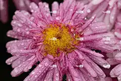 花 玛格丽特 玫瑰花 波士顿雏菊 小雏菊 雏菊 花壁纸 花卉背景