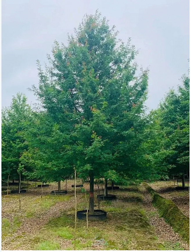 娜塔栎B