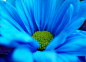 Blue Daisy | Flickr – 相片分享！