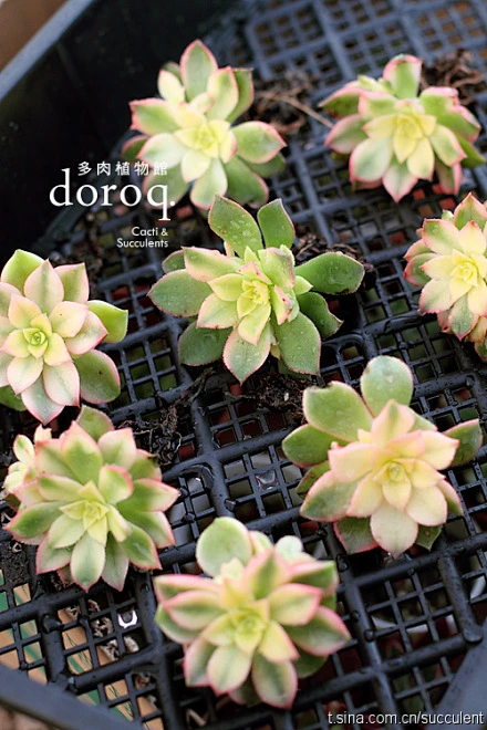 景天科莲花掌属【清盛锦】Aeonium decorum cv.variegata 也被称作“艳日辉、灿烂”。温差大的冬春季节，在充分的光照后，叶片表现出绚丽的颜色。怕热，夏天炎热时休眠。要避免放在烈日下，减少浇水。空气干燥的话，可以朝叶片喷雾，保持叶片清新。