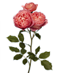 玫瑰花png (8)