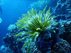 多彩深海海草海洋生物摄影图