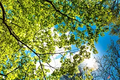 树 天空 弹簧 公园 nyc 科 性质 叶 黄色 木本植物 落叶 植物群 厂 阳光 秋季 温带阔叶和混交林 桦木 树林 枝条 女仆树 林地 平面树家庭 森林 开花植物 树干 电脑壁纸