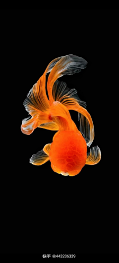 远山流水采集到水族世界