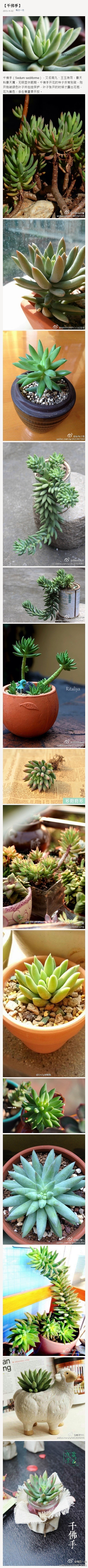 千佛手（Sedum sediforme）...