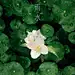 雨水绿叶节气海报-志设网-zs9.com