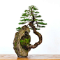 Bonsai Bark | Promoting and Expanding the Bonsai Universe