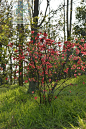  皱皮木瓜（贴梗海棠）Chaenomeles speciosa 