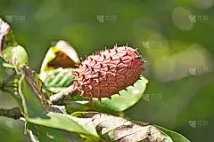 fruit of Magnolia obovata
ホオノキ
