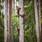 Hanging on the tree with my brothers ©️Ville Pääkkönen Photography