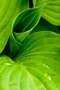 植物的曲线