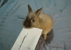 兔子开封器