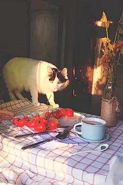 猫咪摄影,猫,光影,圣女果黄昏 壁纸 手机壁纸 喵星人 萌宠摄影